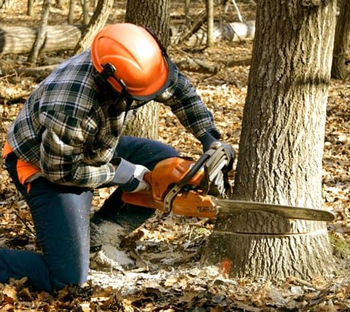 Tree Removal in Grant, LA
